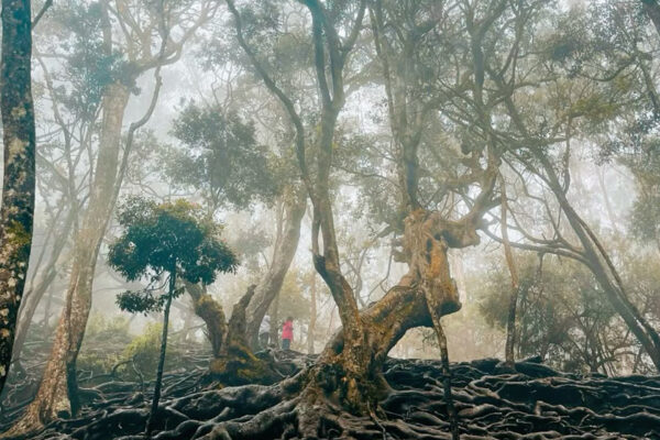 Kodaikanal Tour Package – 3D / 2N