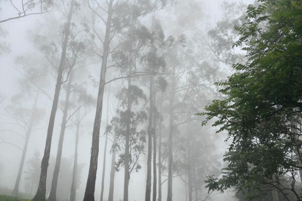 Kodaikanal Tour Package – 3D / 2N