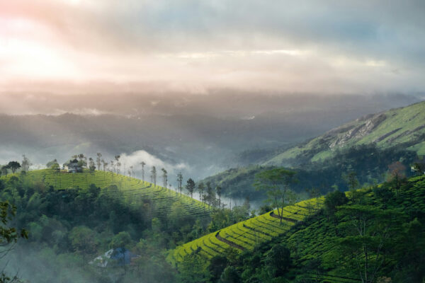 Munnar – Alleppey – Varkala Tour Package – 2N / 3D