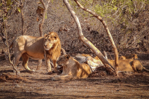 Gujarat Heritage & Wildlife Trail – 5N / 6D